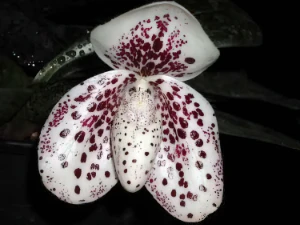 Bild von Paphiopedilum bellatulum t4